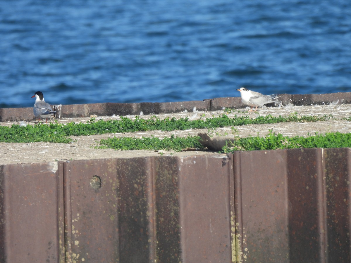 Common Tern - ML621237054