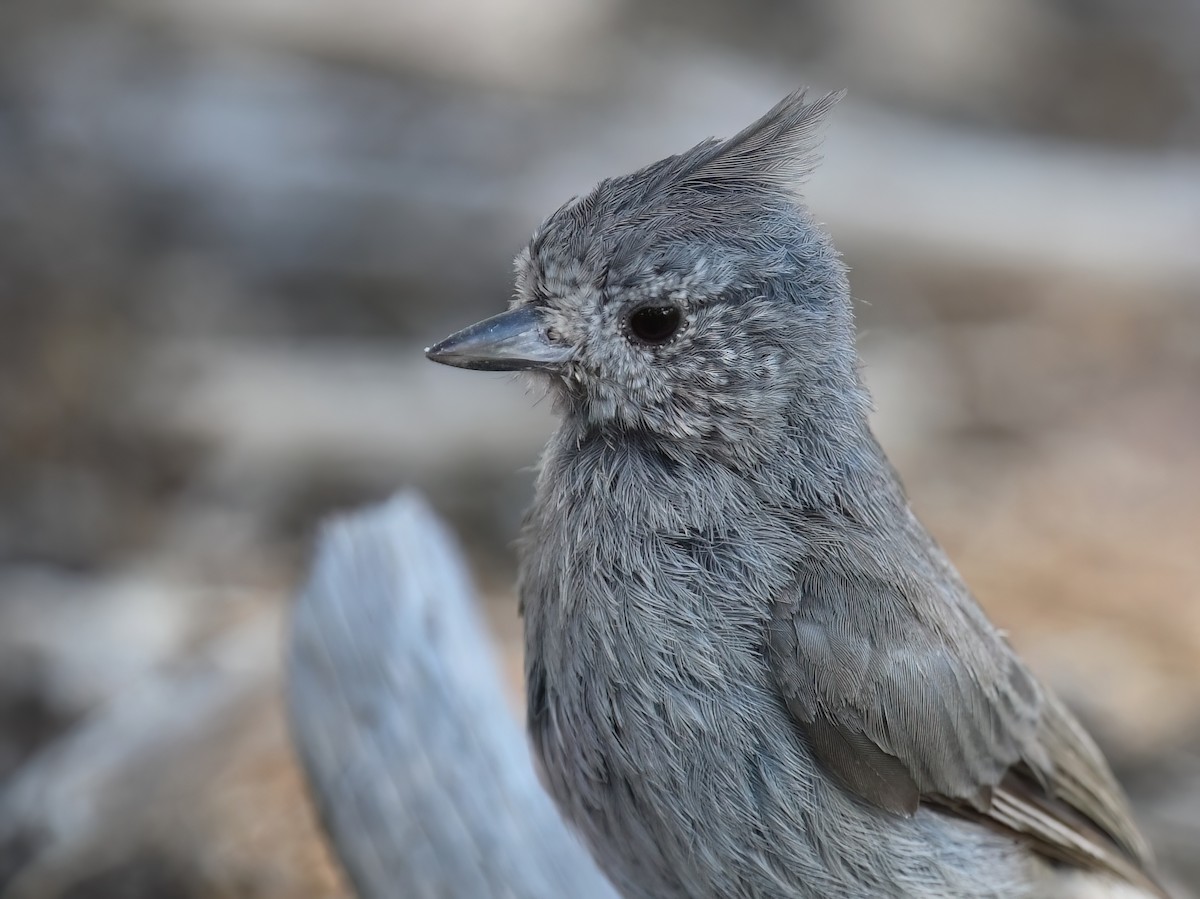 Juniper Titmouse - ML621237073