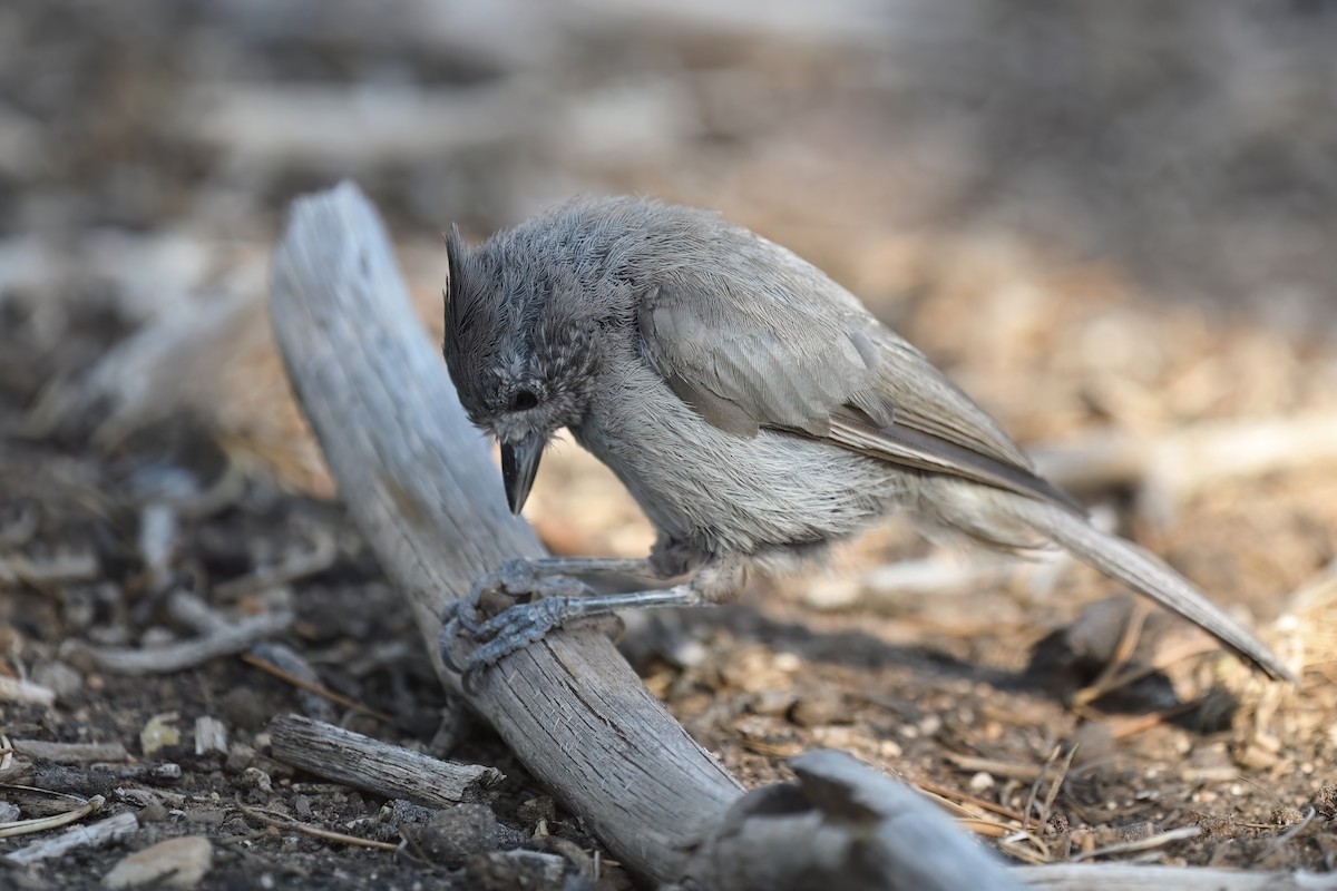 Juniper Titmouse - ML621237075