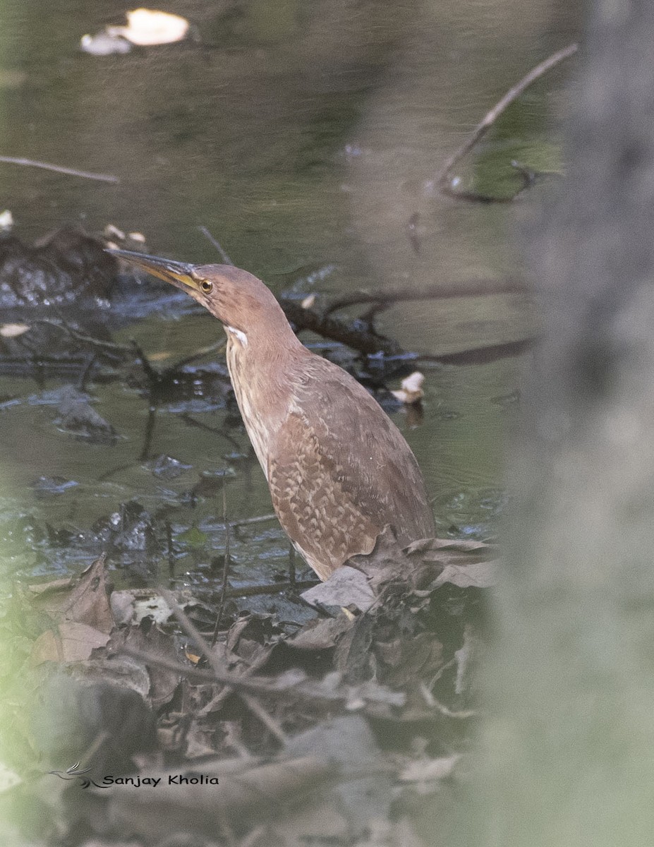 Cinnamon Bittern - ML621237107