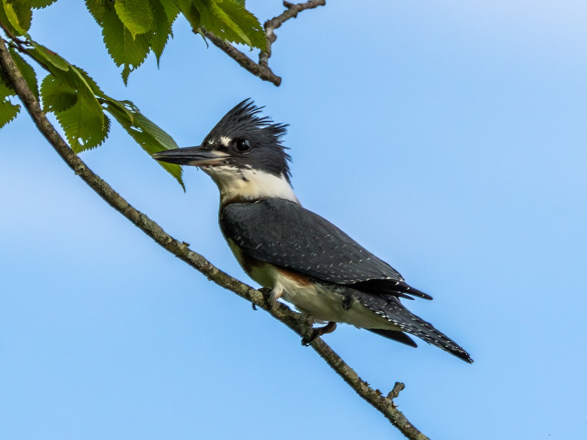 Belted Kingfisher - ML621237135