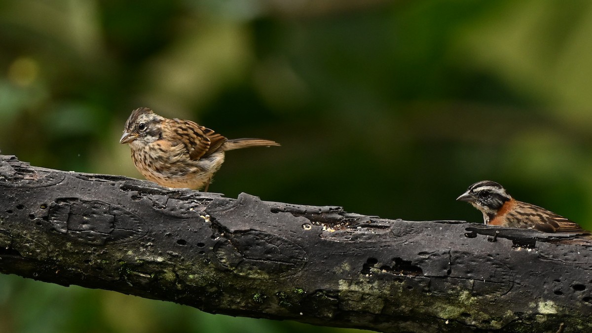Rufous-collared Sparrow - ML621237143