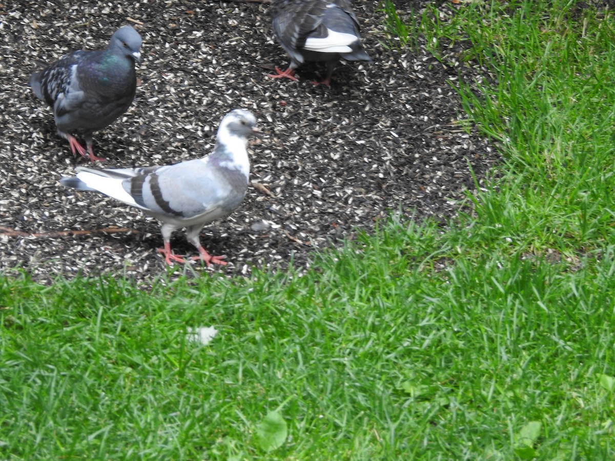 Rock Pigeon (Feral Pigeon) - ML621237171