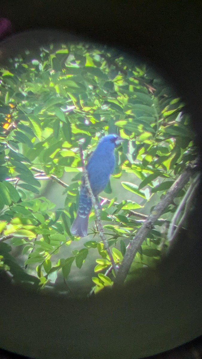 Blue Grosbeak - ML621237176