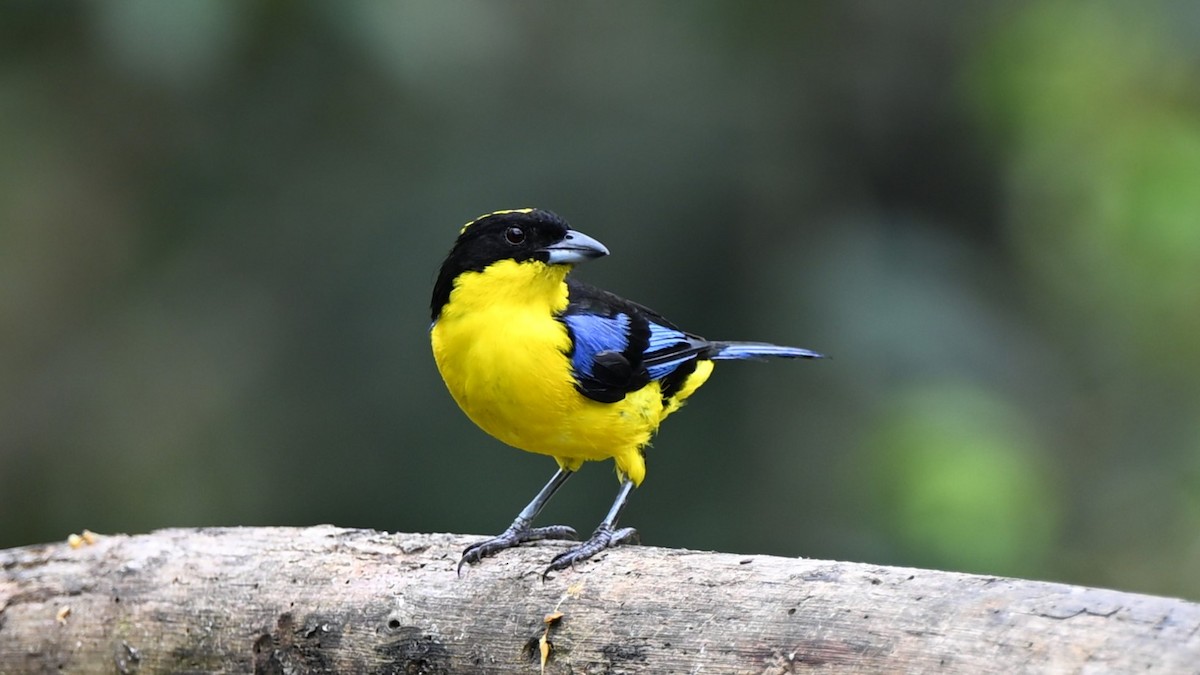 Blue-winged Mountain Tanager - ML621237224