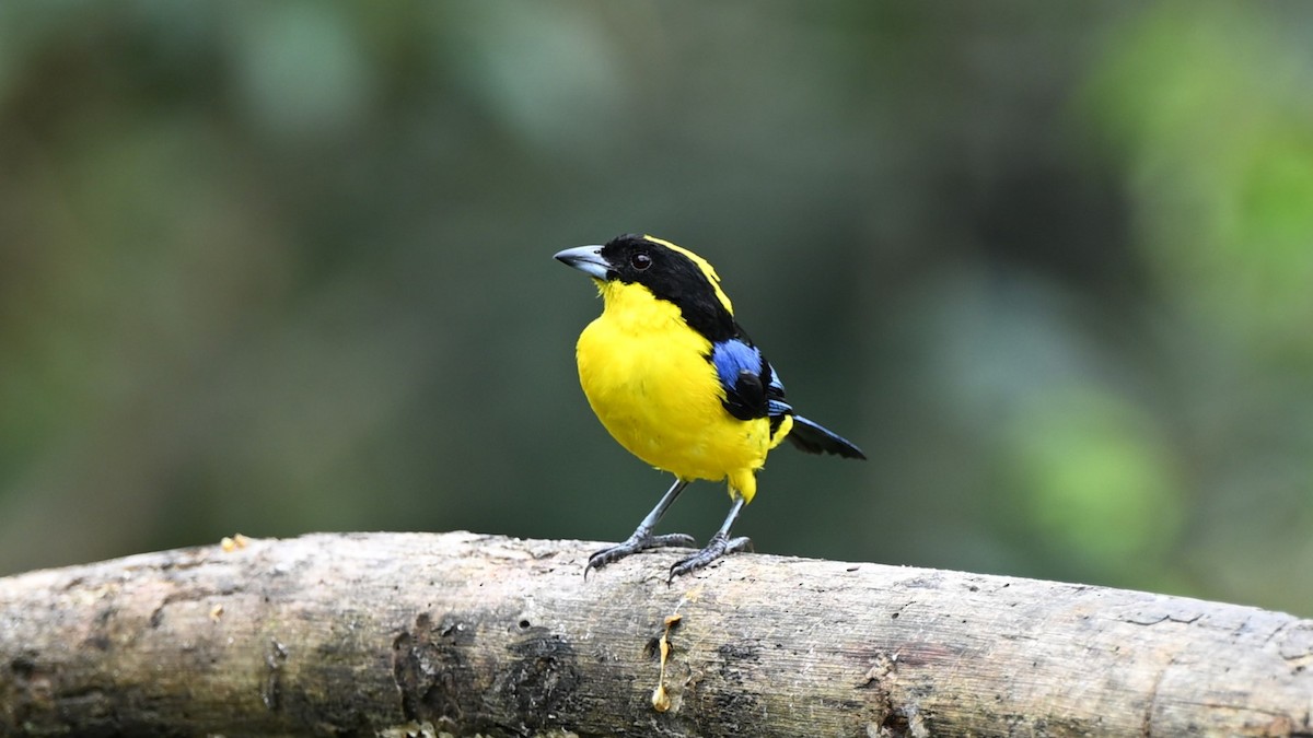 Blue-winged Mountain Tanager - ML621237225