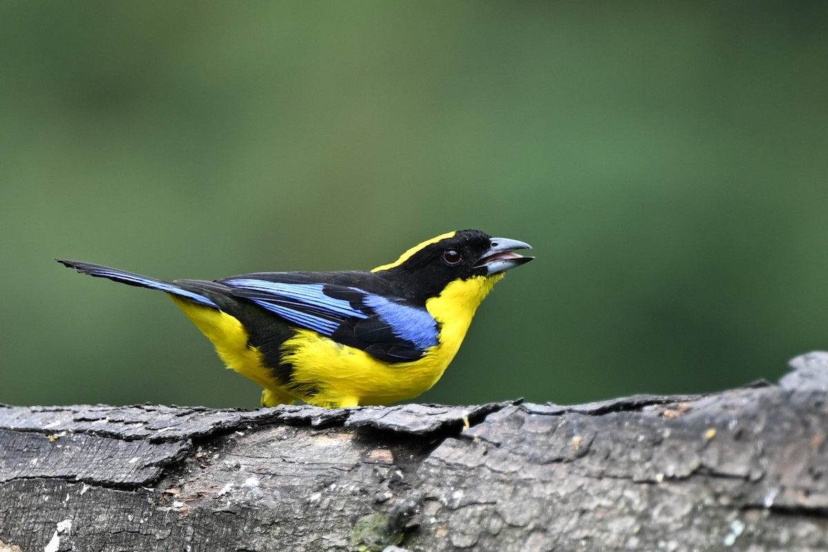 Blue-winged Mountain Tanager - ML621237226