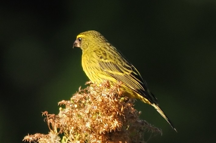 Forest Canary - ML621237227