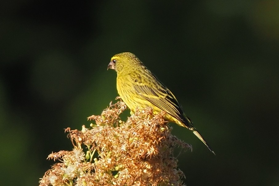 Forest Canary - ML621237228