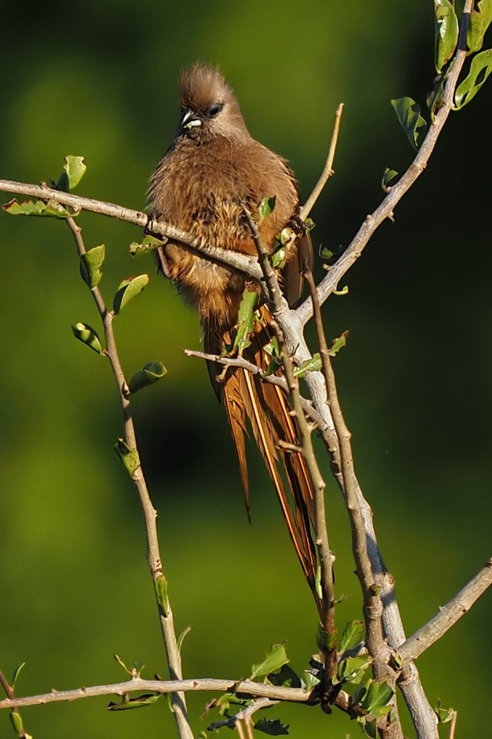 Speckled Mousebird - ML621237235