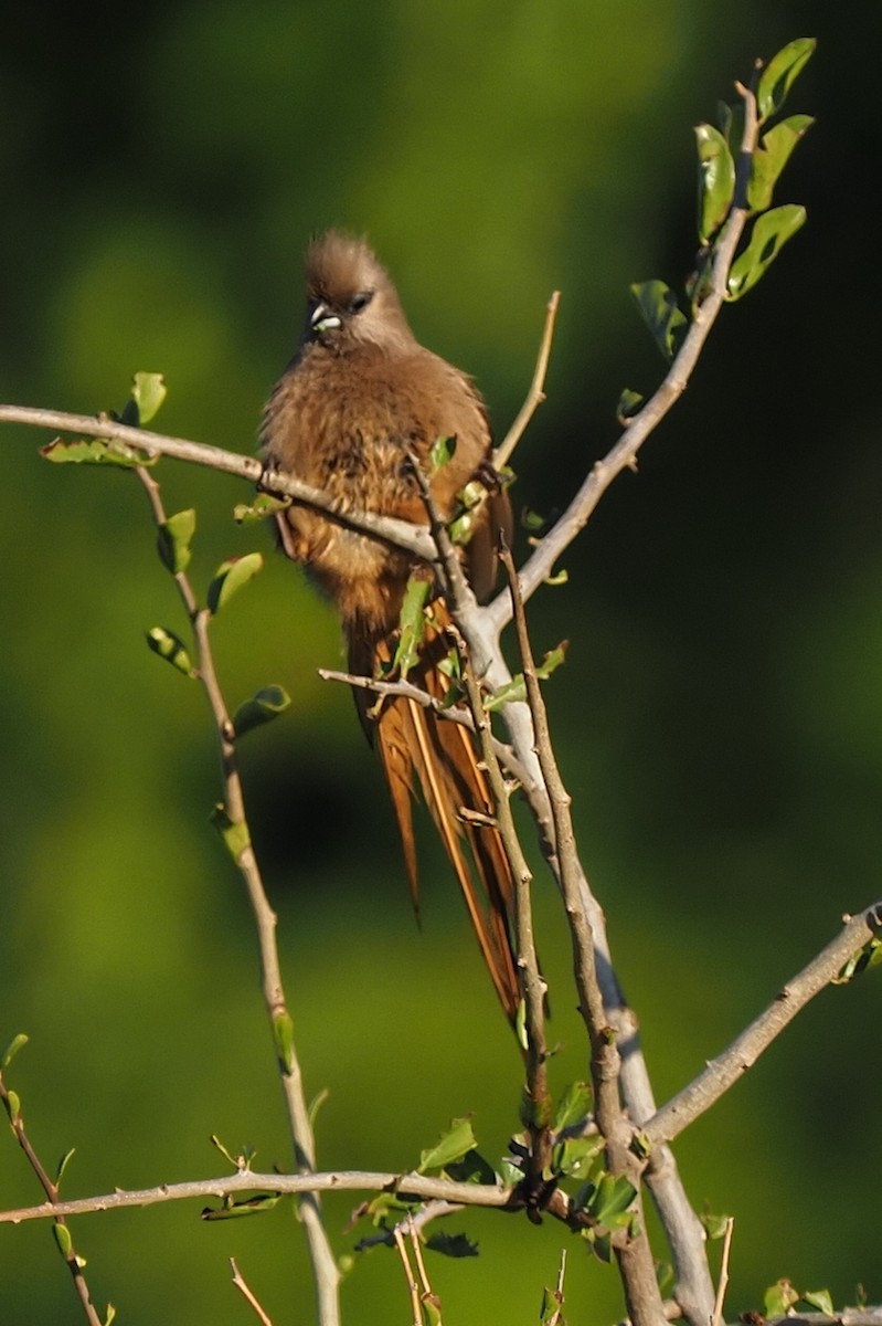 Speckled Mousebird - ML621237237