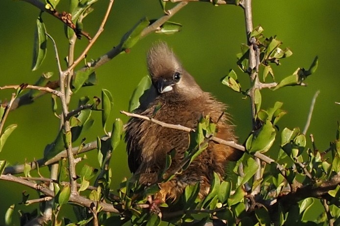 Speckled Mousebird - ML621237238