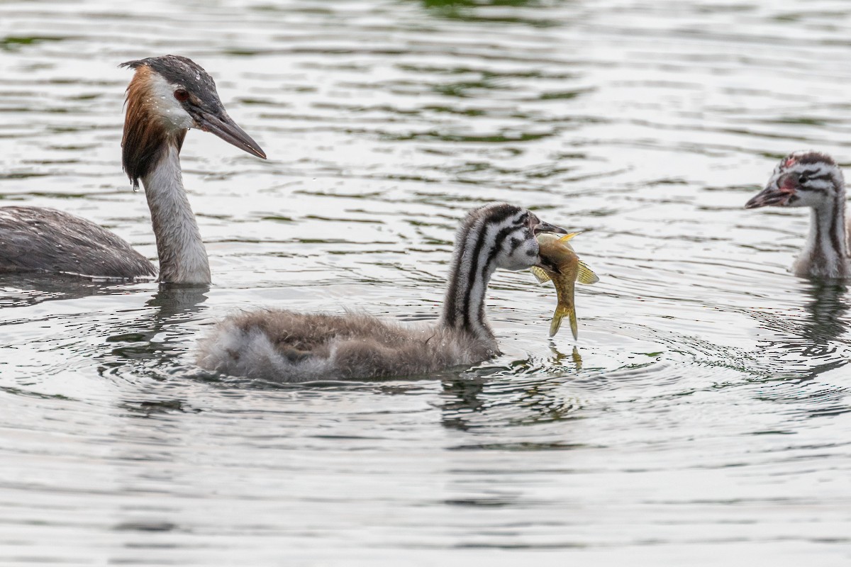 Great Crested Grebe - ML621237247