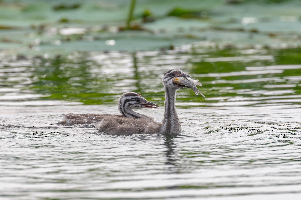 Great Crested Grebe - ML621237248