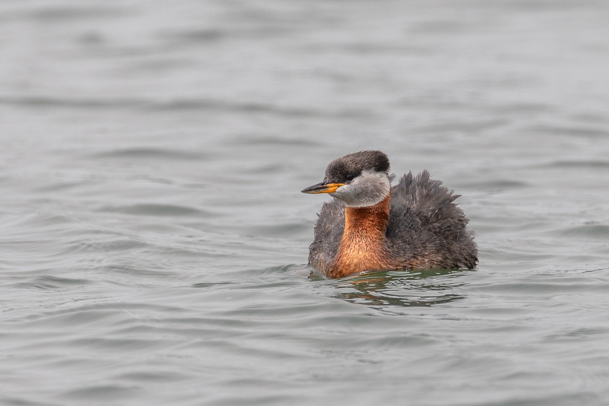 Red-necked Grebe - ML621237270
