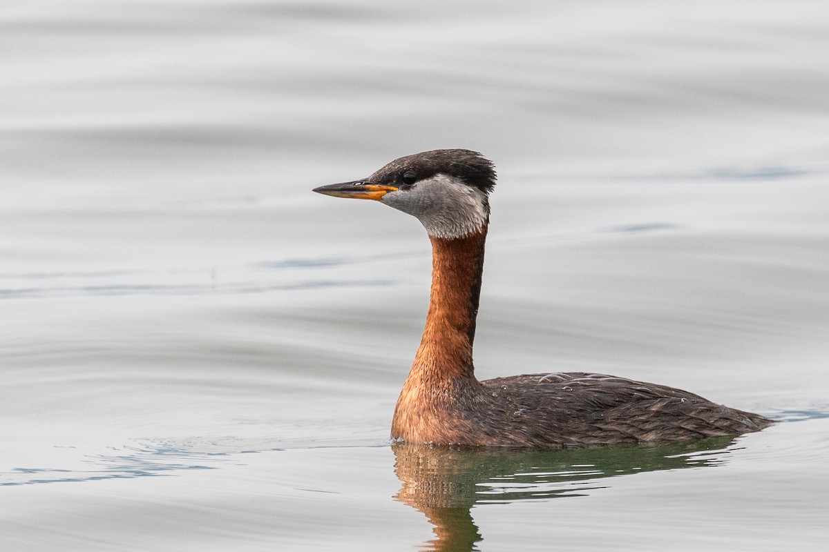 Red-necked Grebe - ML621237273