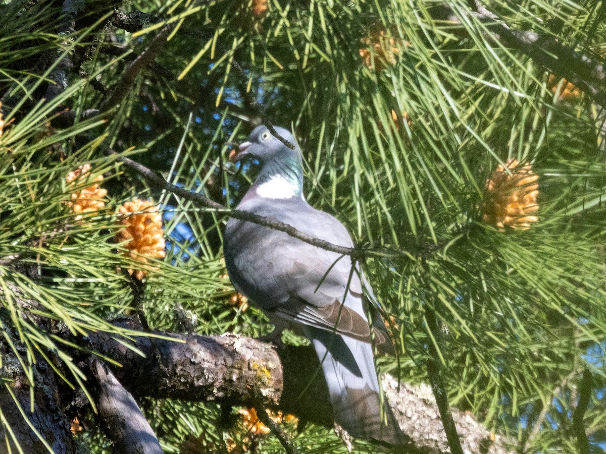 Common Wood-Pigeon - ML621237290