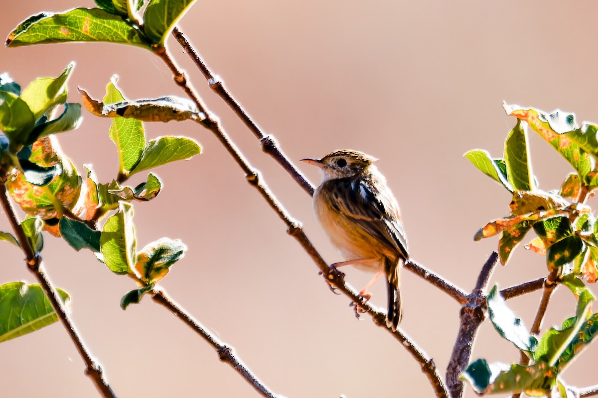 Wing-snapping Cisticola (Wing-snapping) - ML621237292