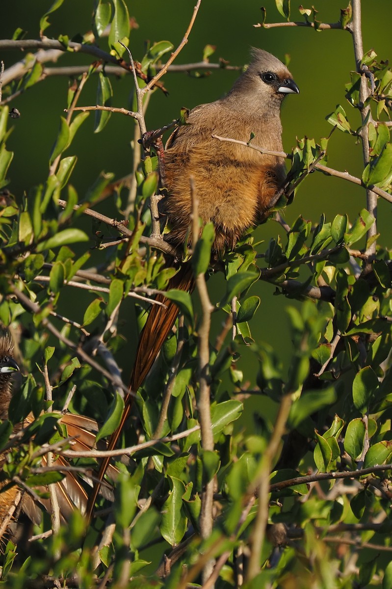 Speckled Mousebird - ML621237340