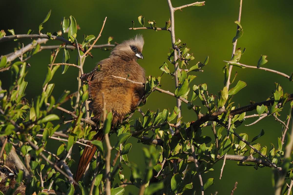 Speckled Mousebird - ML621237342