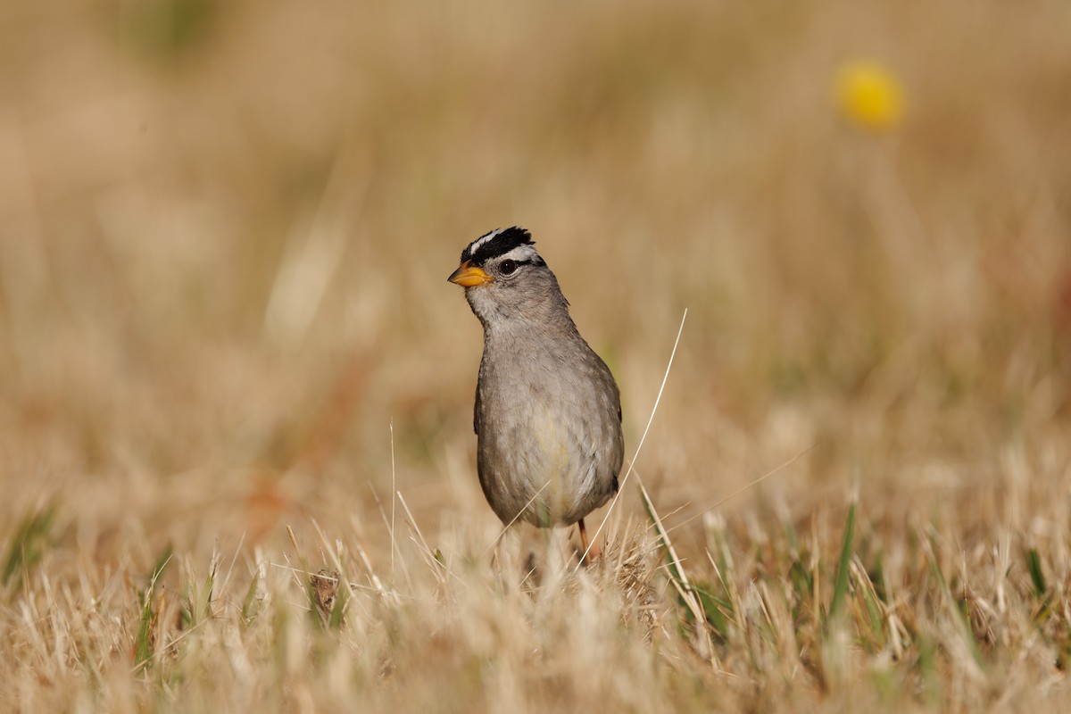 White-crowned Sparrow - ML621237344