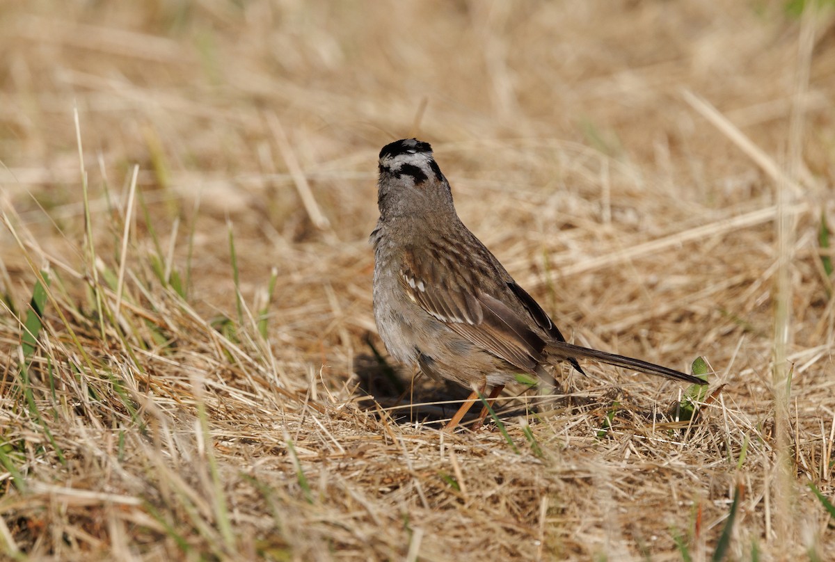 White-crowned Sparrow - ML621237345