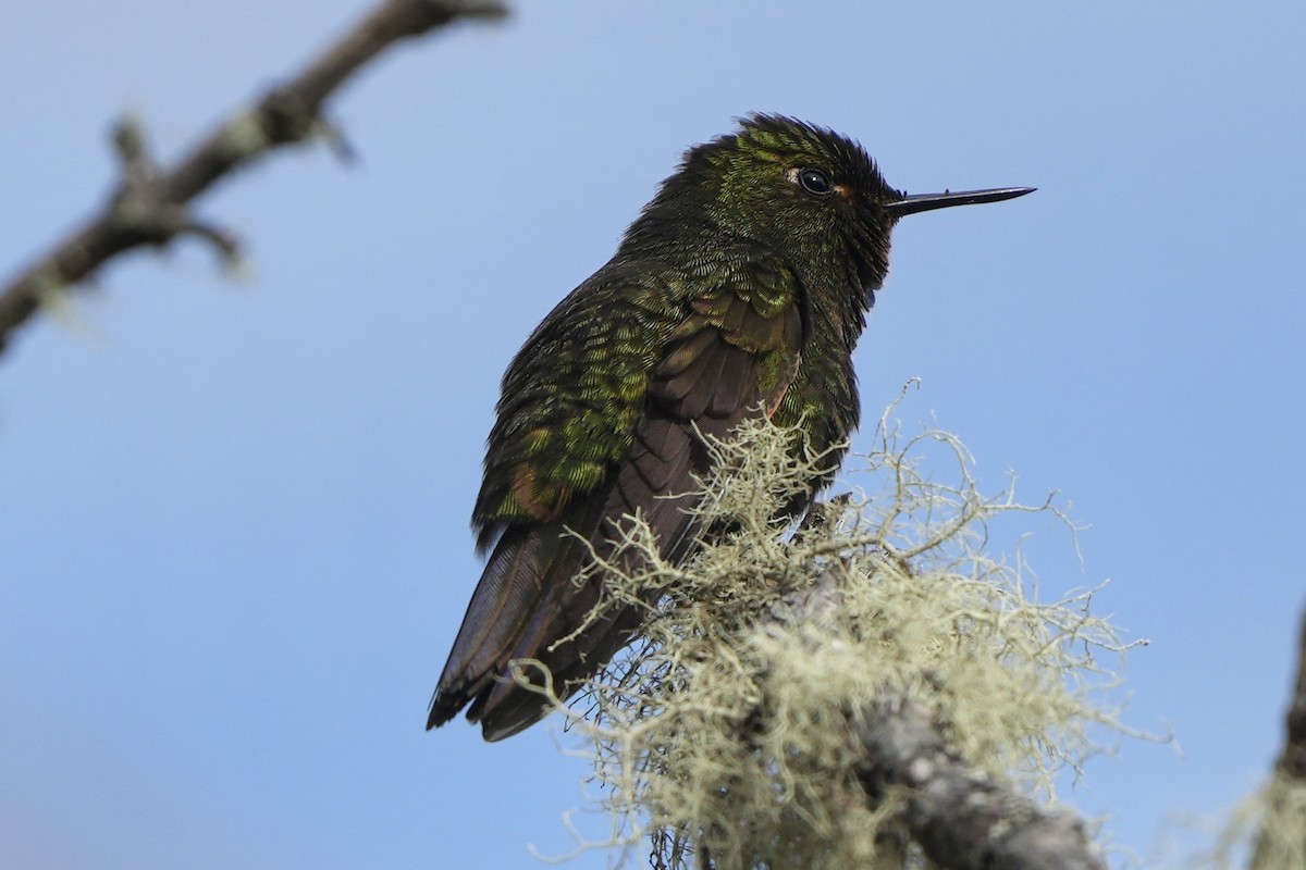 kolibřík dřišťálový - ML621237346