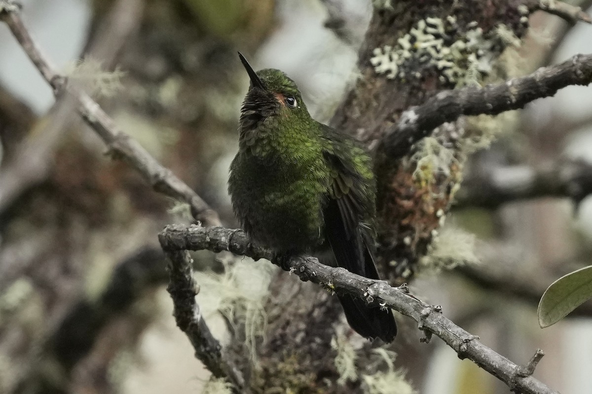 kolibřík dřišťálový - ML621237347