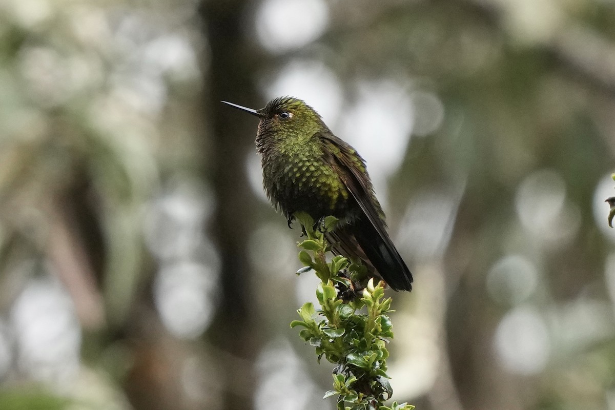 kolibřík dřišťálový - ML621237348