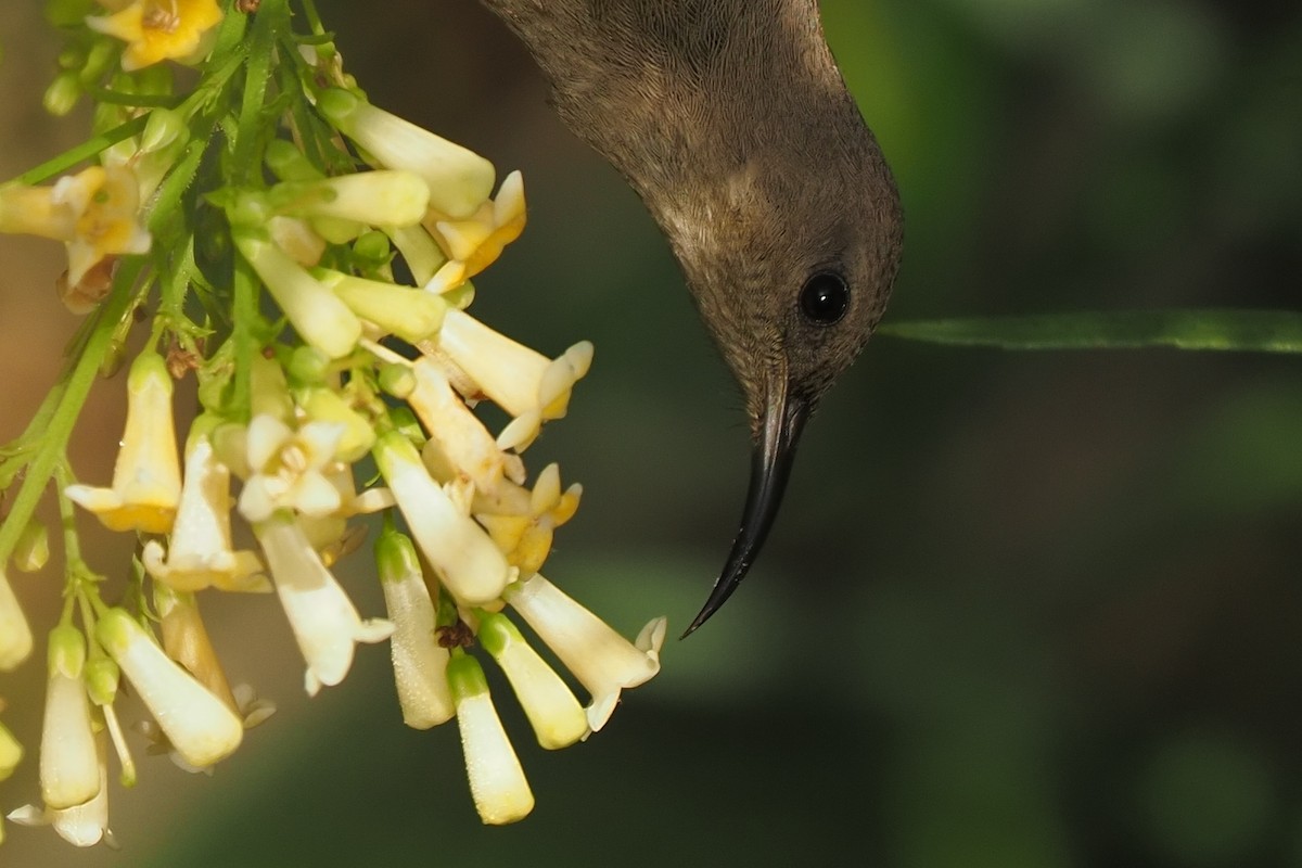 Southern Double-collared Sunbird - ML621237352