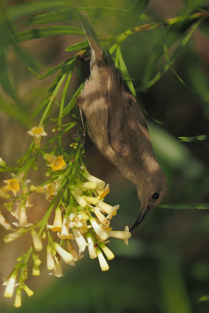 Southern Double-collared Sunbird - ML621237359