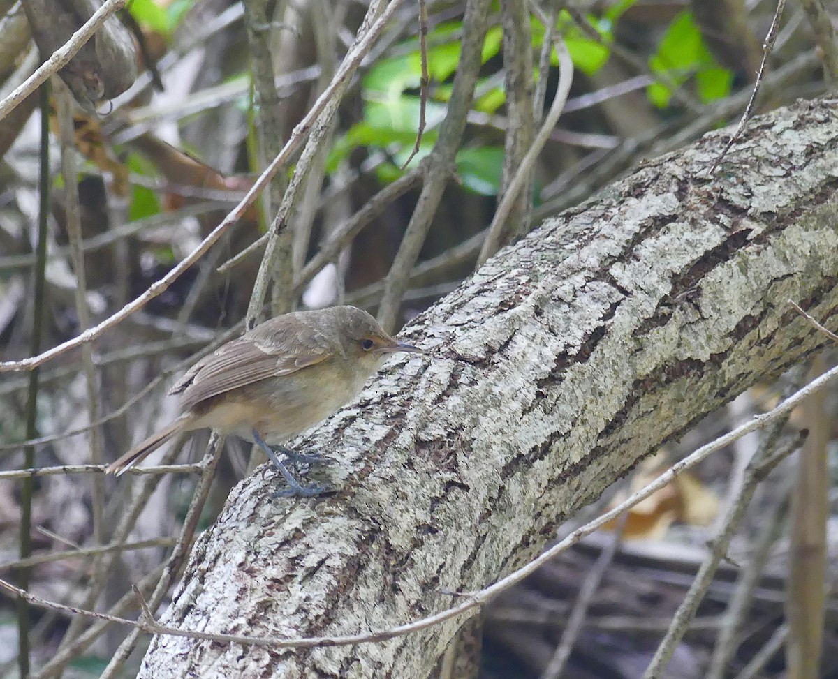 Henderson Island Reed Warbler - ML621237377