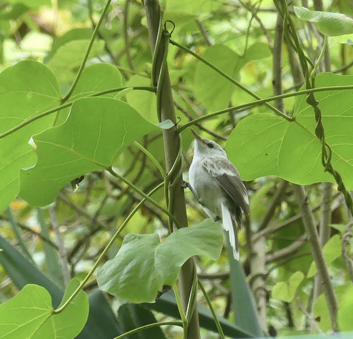 Henderson Island Reed Warbler - ML621237378