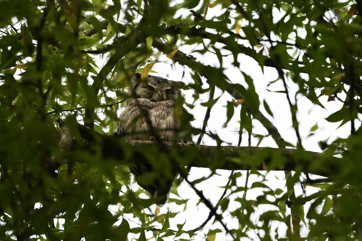 African Scops-Owl (African) - ML621237385
