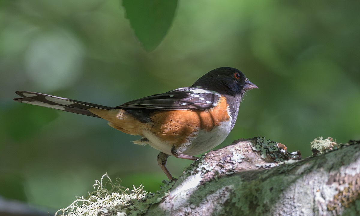 Spotted Towhee - ML621237424