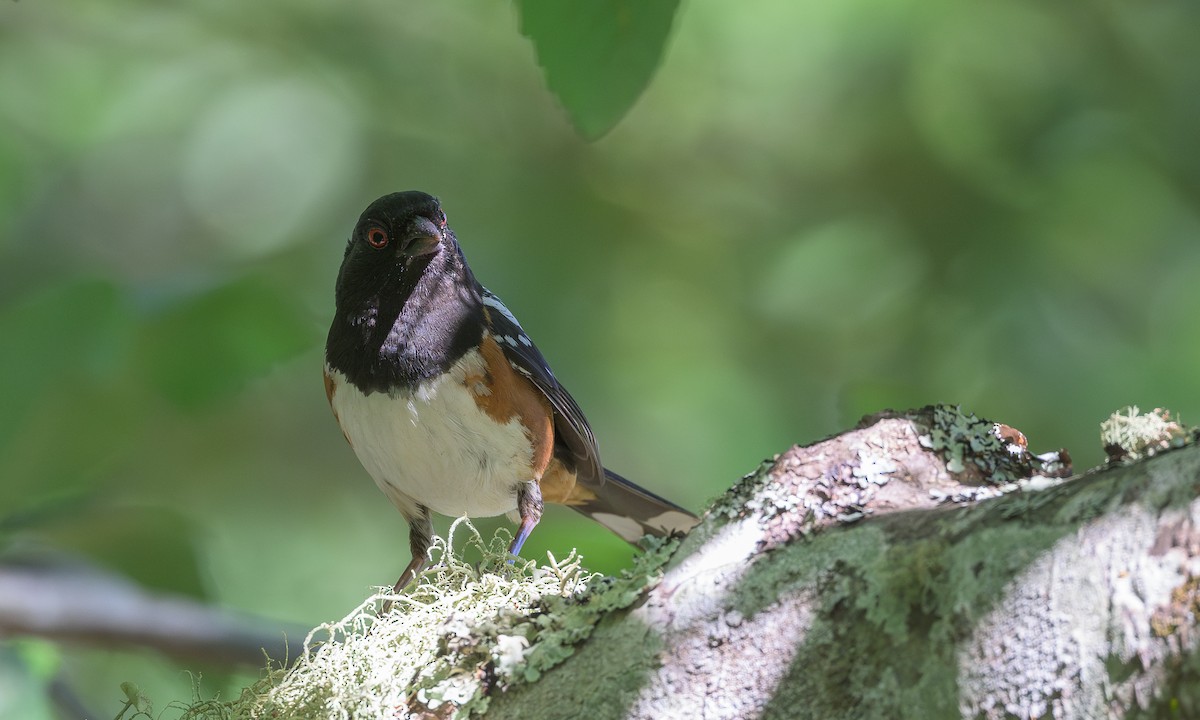 Spotted Towhee - ML621237425
