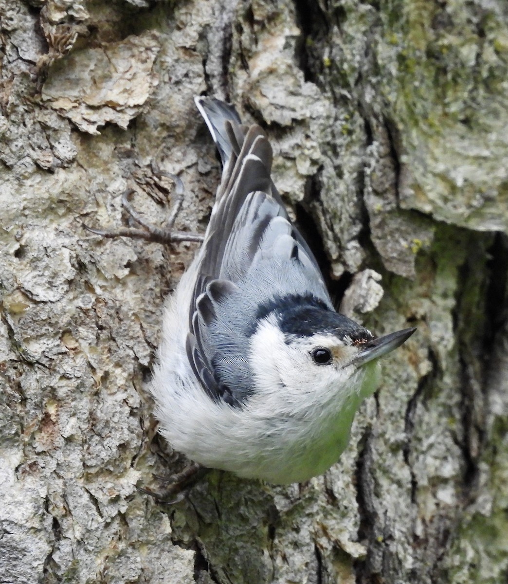 White-breasted Nuthatch - ML621237438