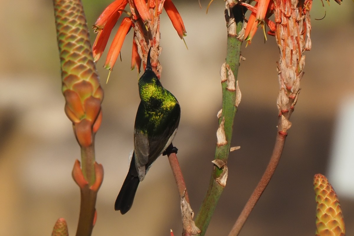 Southern Double-collared Sunbird - ML621237446