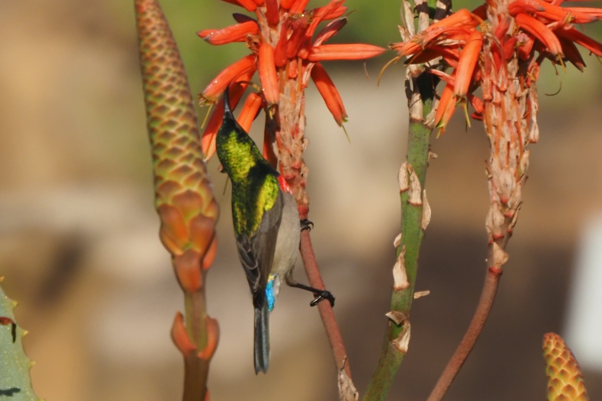 Southern Double-collared Sunbird - ML621237447