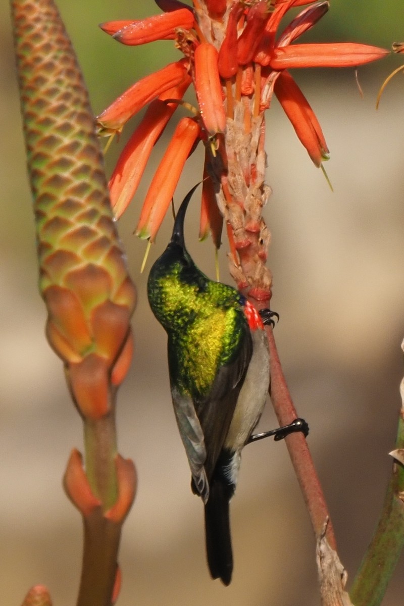 Southern Double-collared Sunbird - ML621237448