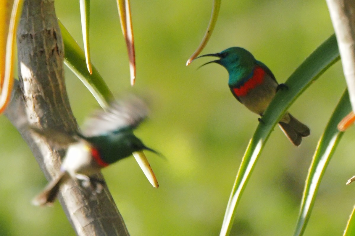 Southern Double-collared Sunbird - ML621237449
