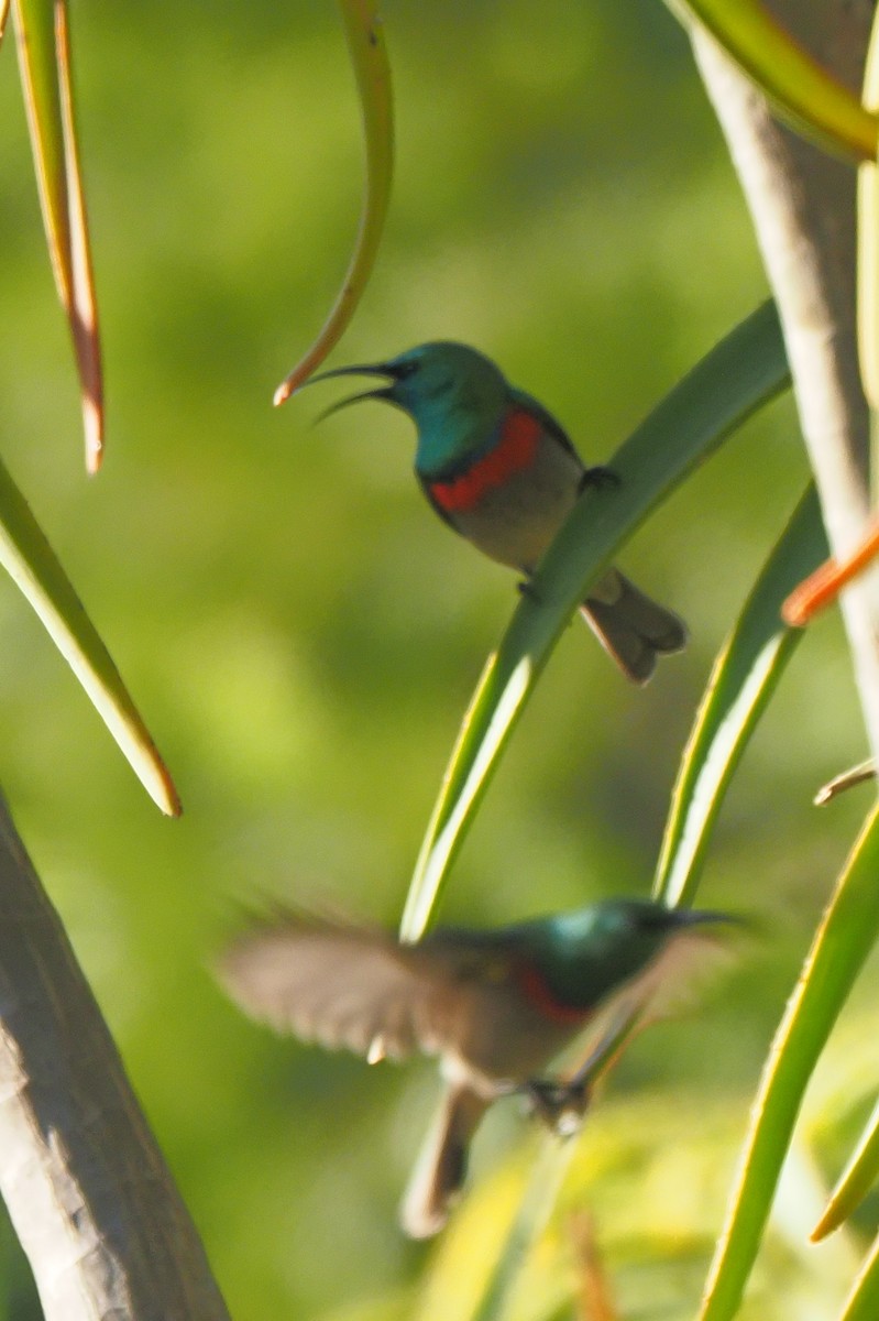 Southern Double-collared Sunbird - ML621237450