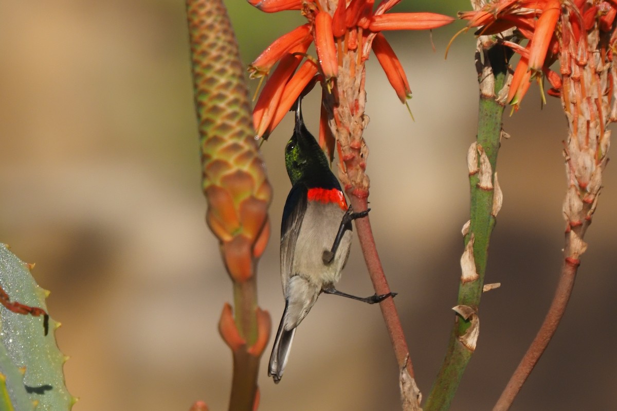 Southern Double-collared Sunbird - ML621237451