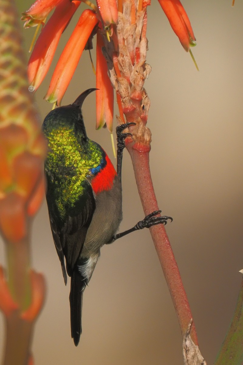 Southern Double-collared Sunbird - ML621237452