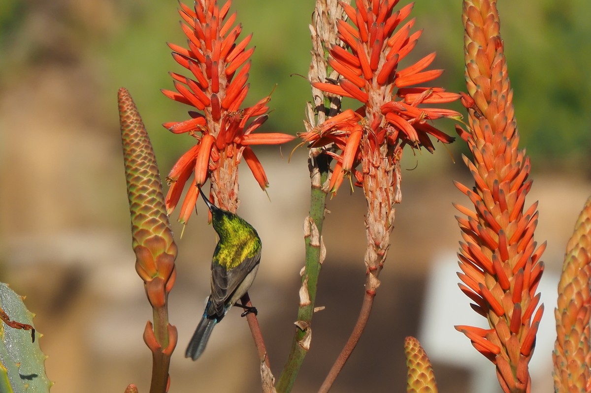 Southern Double-collared Sunbird - ML621237453