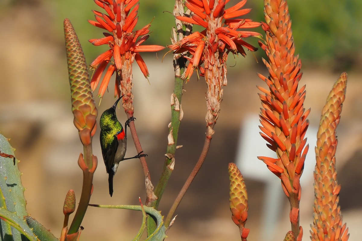 Southern Double-collared Sunbird - ML621237454