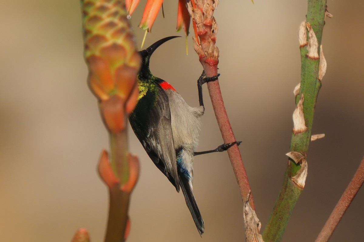 Southern Double-collared Sunbird - ML621237455
