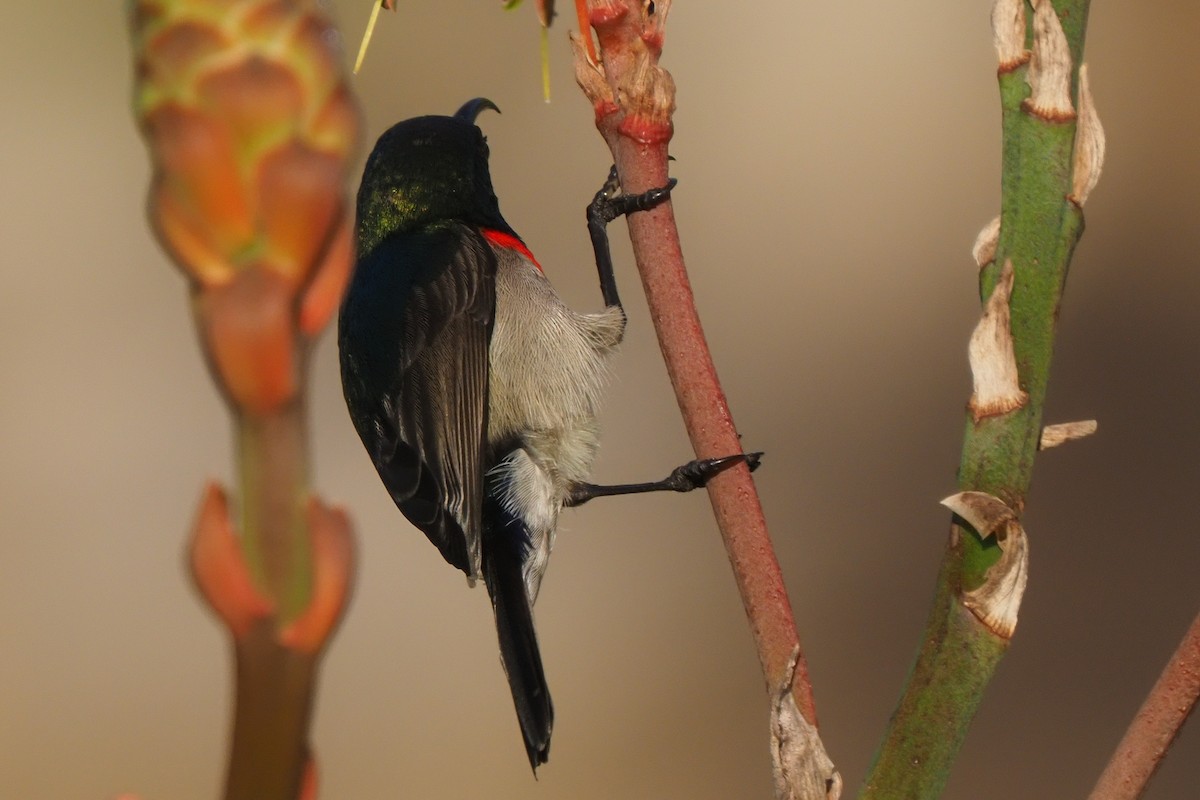 Southern Double-collared Sunbird - ML621237456
