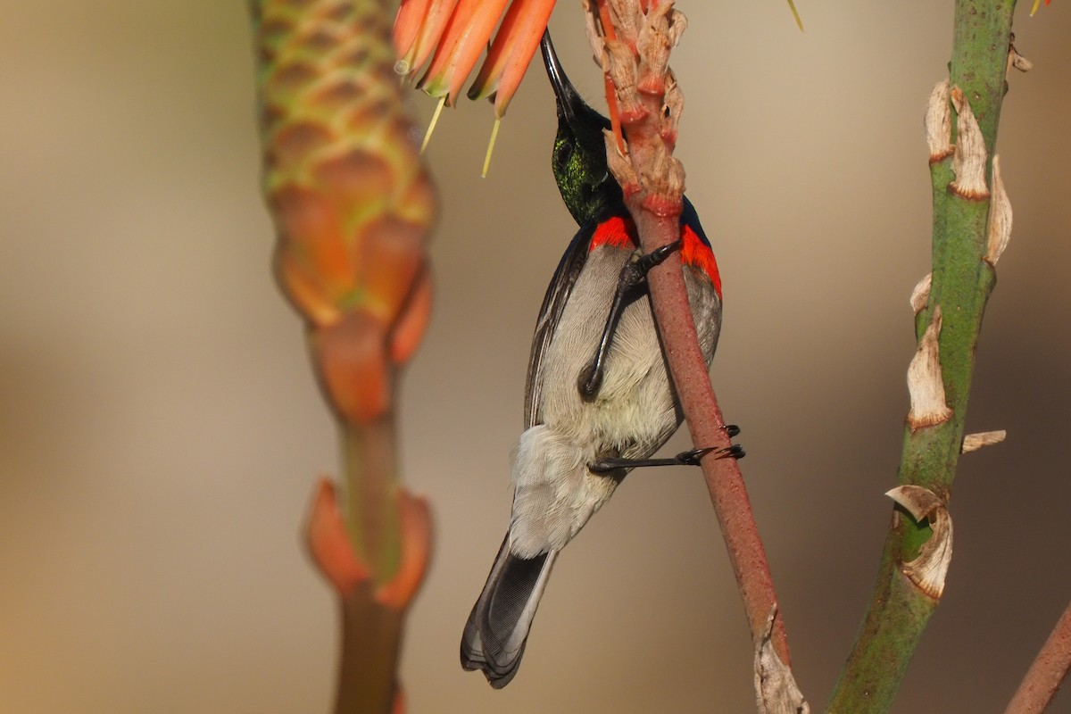 Southern Double-collared Sunbird - ML621237457