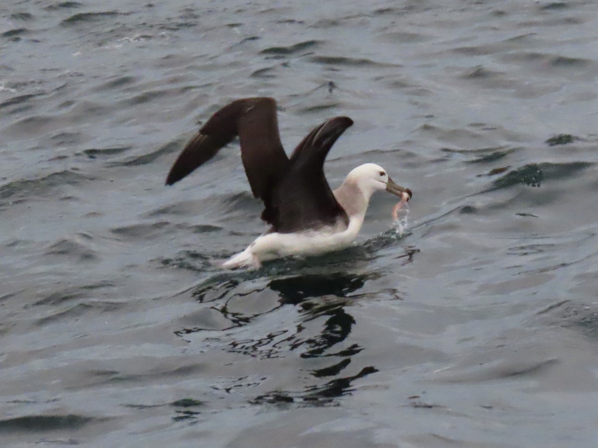 Albatros à sourcils noirs - ML621237462